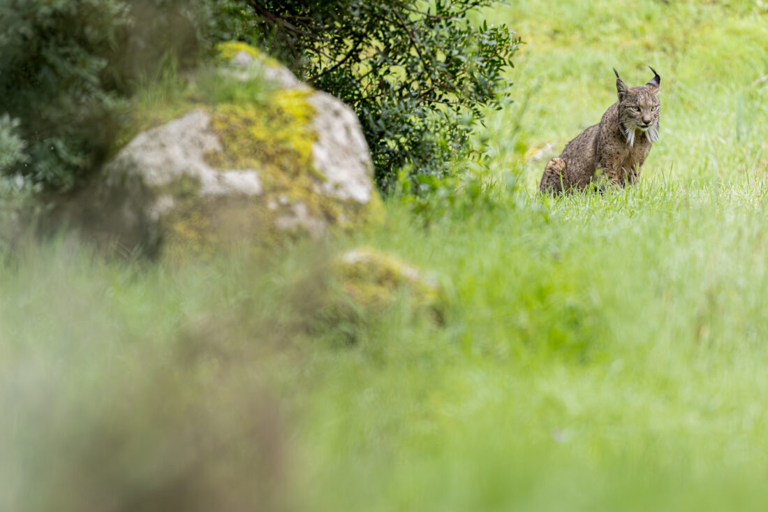Hide de fotografía de Lince ibérico – sesiones con luz natural