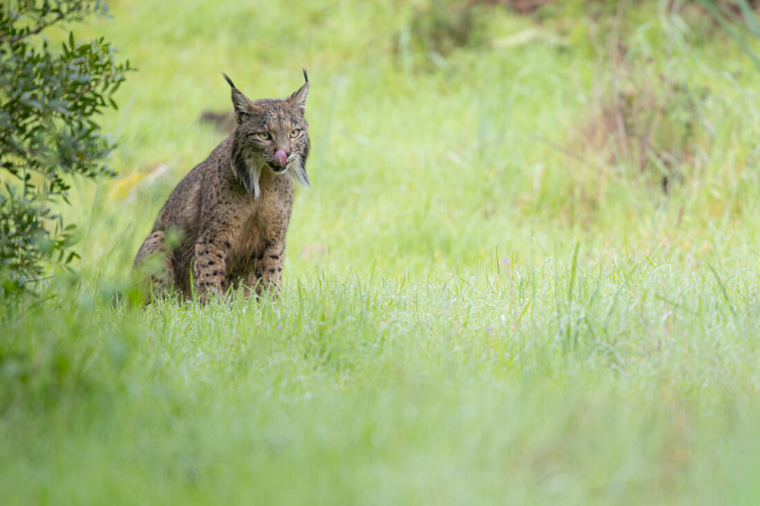 Hide de fotografía de Lince ibérico – sesiones con luz natural