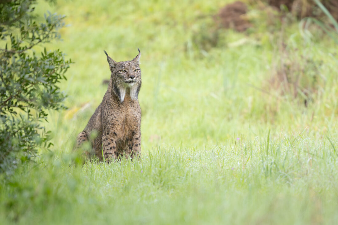 Hide de fotografía de Lince ibérico – sesiones con luz natural