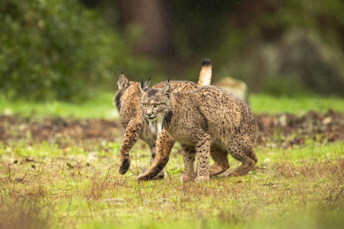 Hide de fotografia de Linx ibèric – sessions amb llum natural