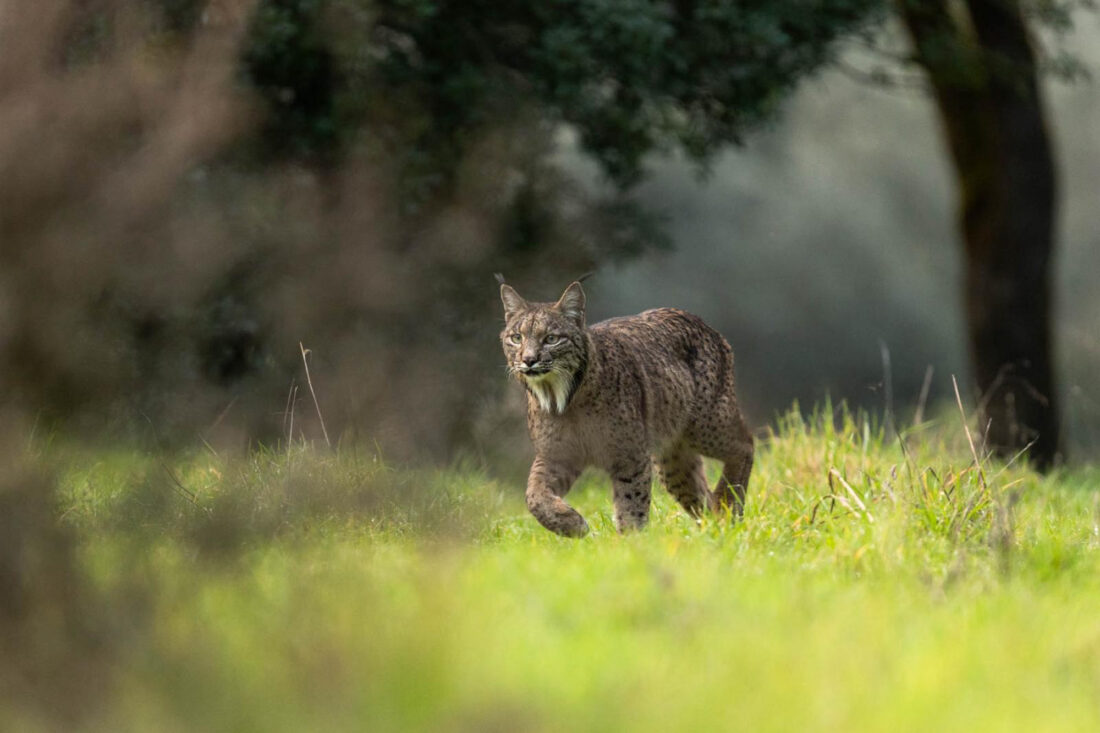 Hide de fotografia de Linx ibèric – sessions amb llum natural
