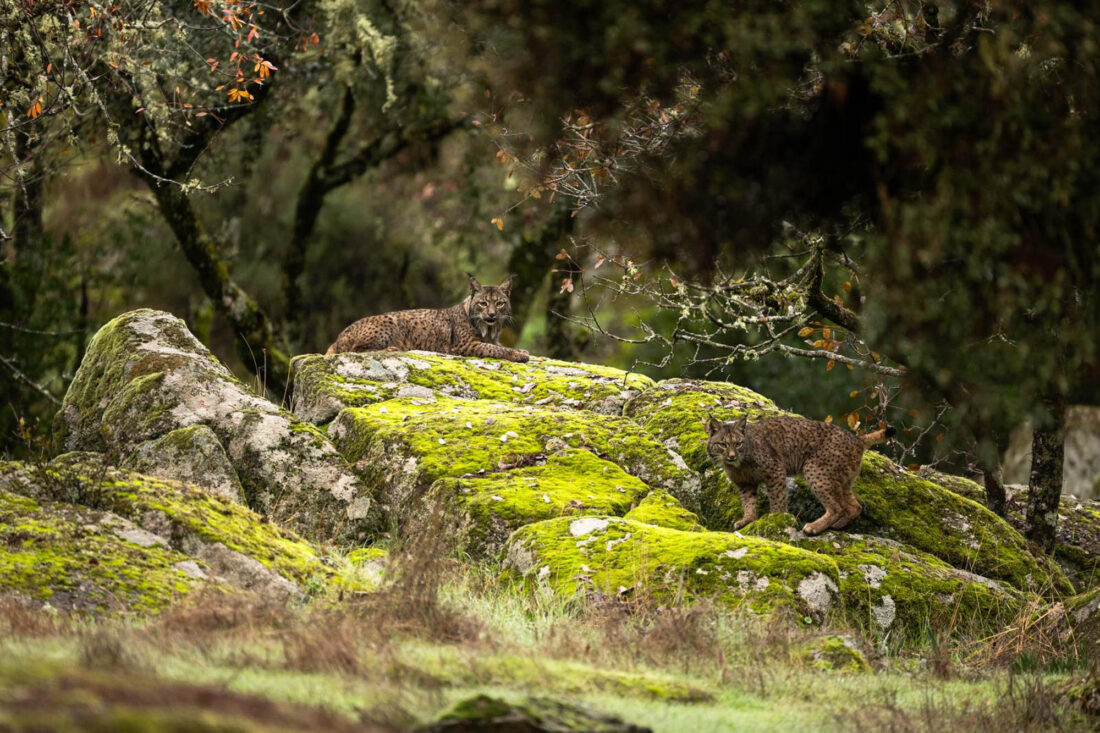 Hide de fotografia de Linx ibèric – sessions amb llum natural