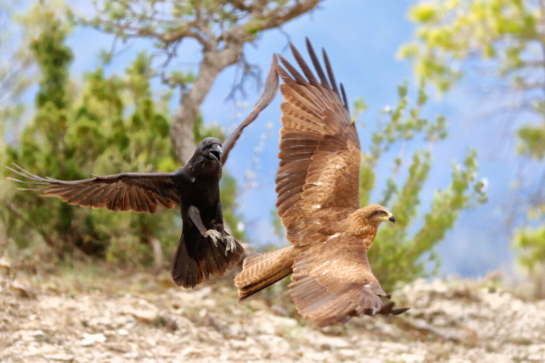 Hide de Trencalòs i altres carronyaires amb vistes a Ordesa i Monte Perdido<br>