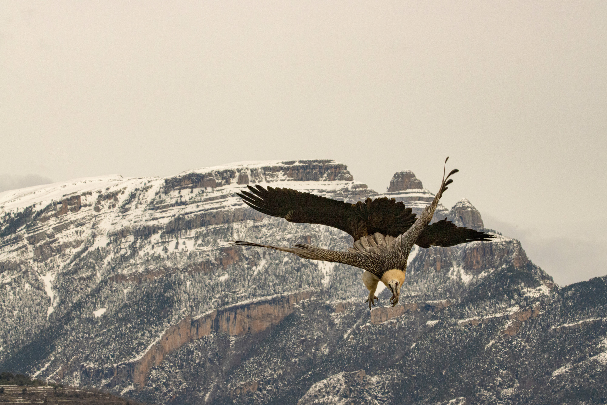 Bearded Vulture and other scavenger with Ordesa and Monte Perdido Background