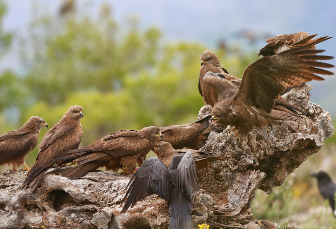 Hide de Trencalòs i altres carronyaires amb vistes a Ordesa i Monte Perdido<br>