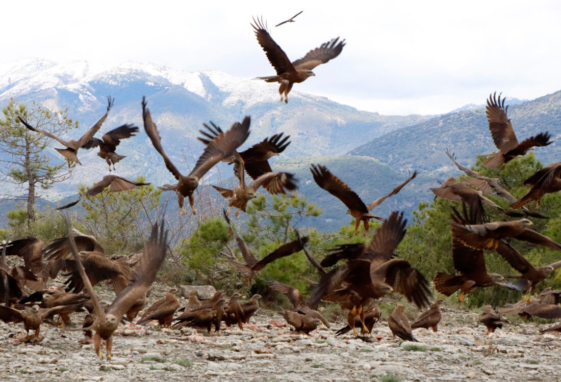 Hide de Trencalòs i altres carronyaires amb vistes a Ordesa i Monte Perdido<br>