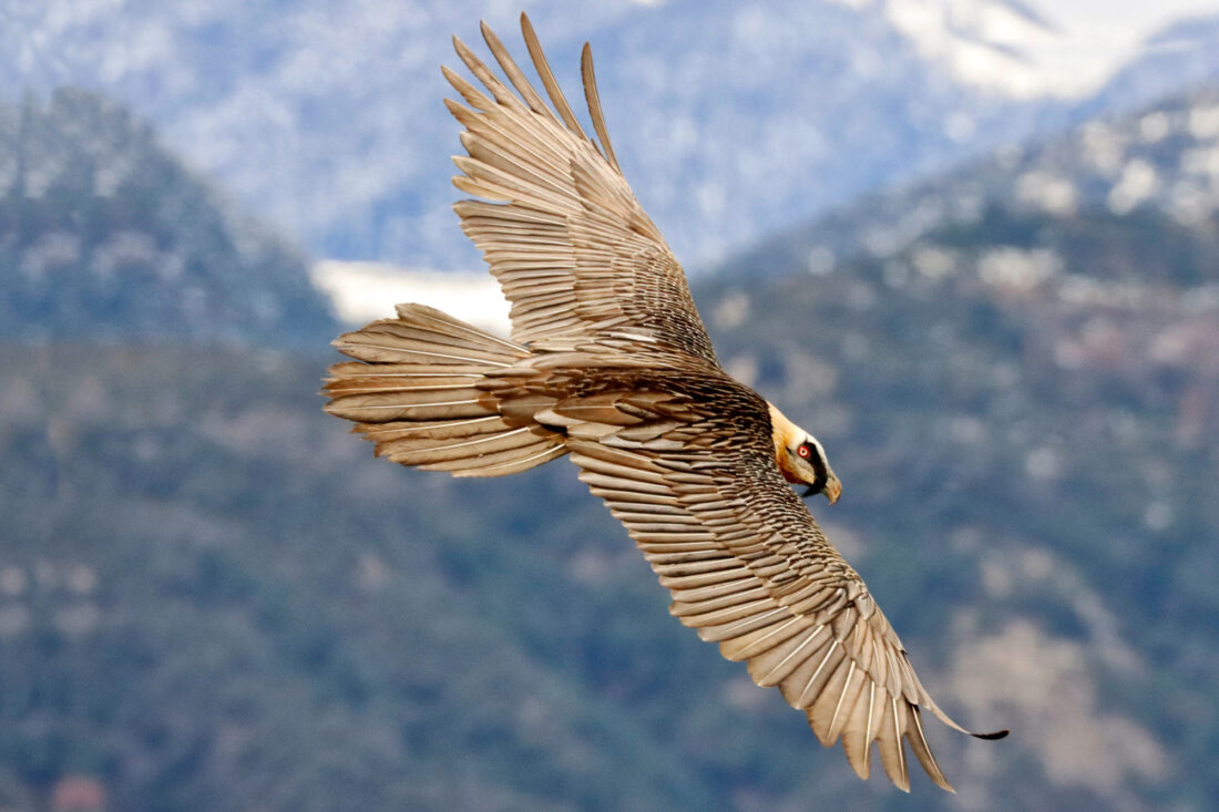 Hide de Trencalòs i altres carronyaires amb vistes a Ordesa i Monte Perdido<br>