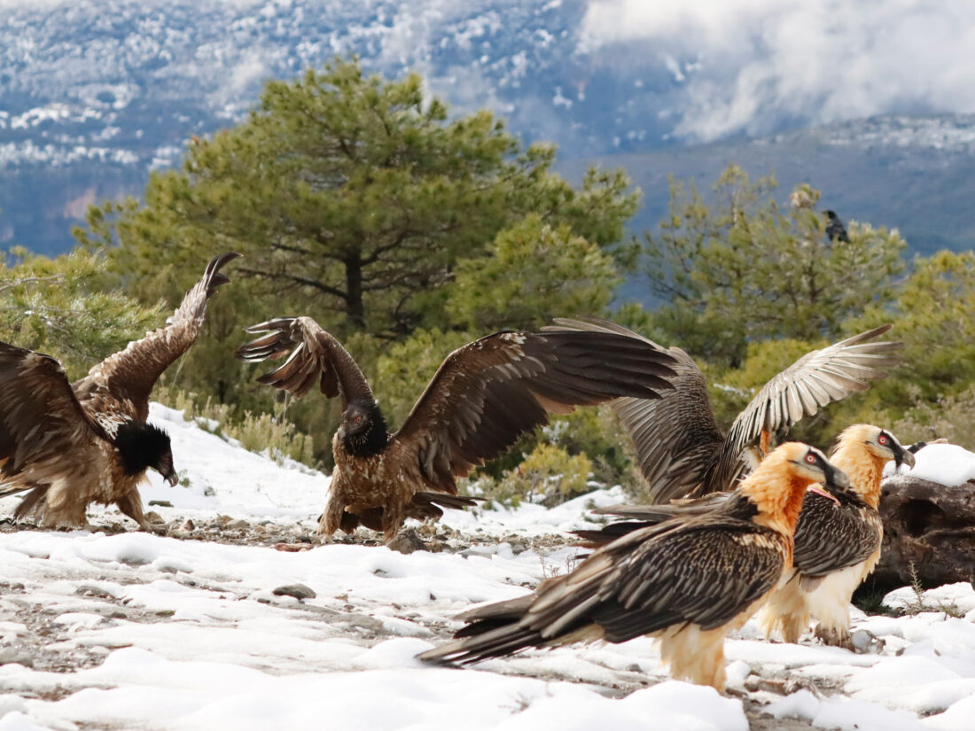 Hide de Trencalòs i altres carronyaires amb vistes a Ordesa i Monte Perdido<br>