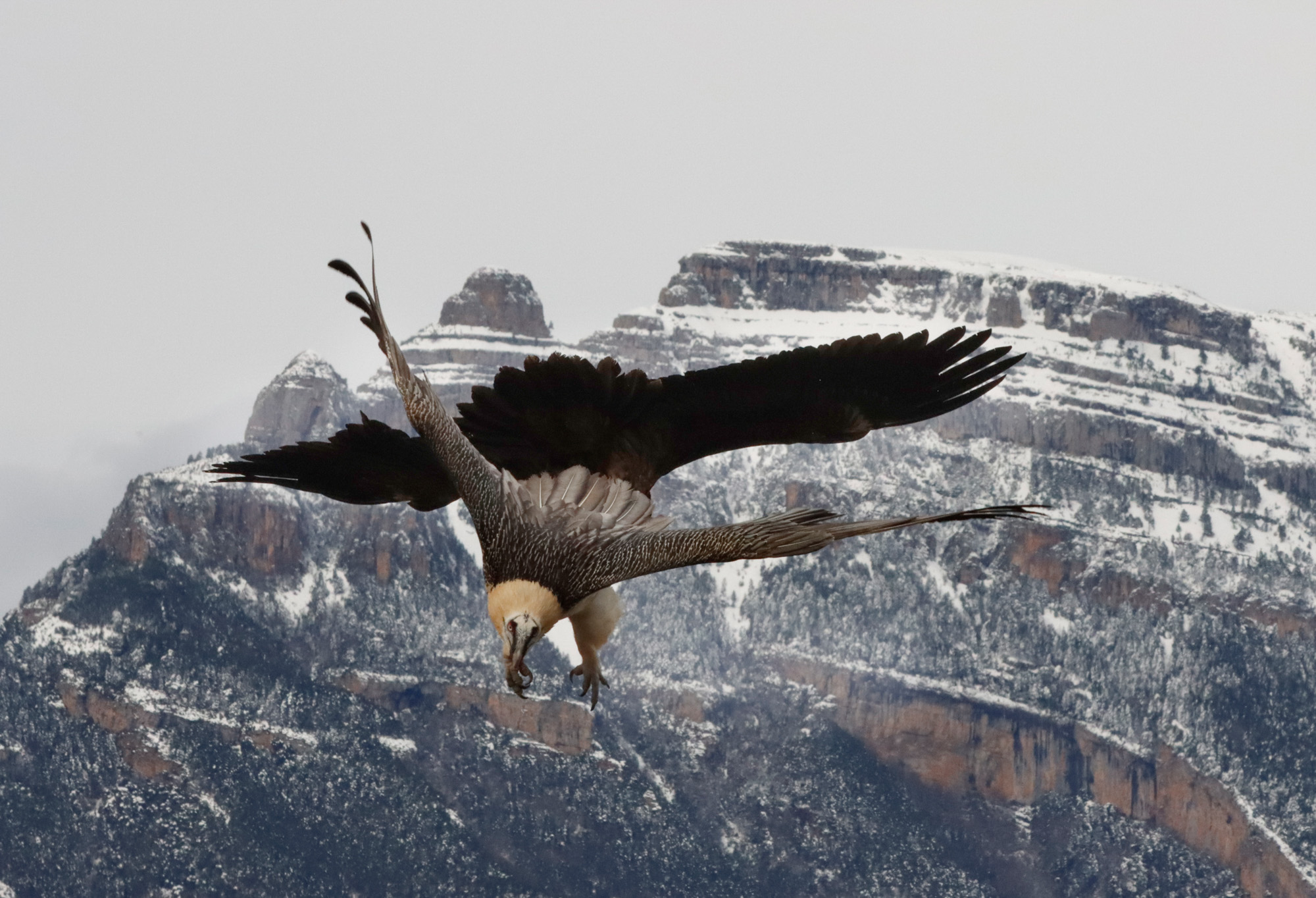 Hide de Trencalòs i altres carronyaires amb vistes a Ordesa i Monte Perdido<br>