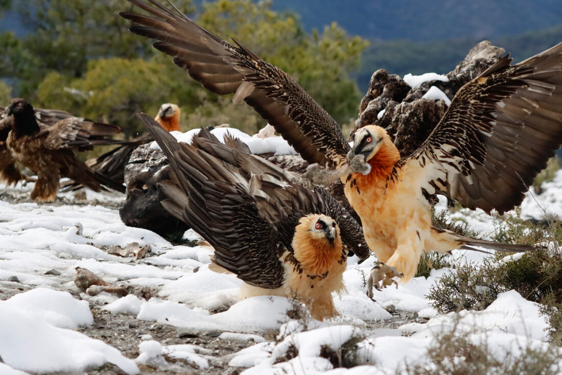 Bearded Vulture and other scavenger with Ordesa and Monte Perdido Background