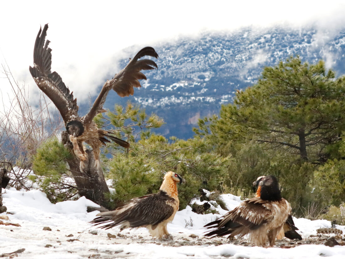 Hide de Trencalòs i altres carronyaires amb vistes a Ordesa i Monte Perdido<br>