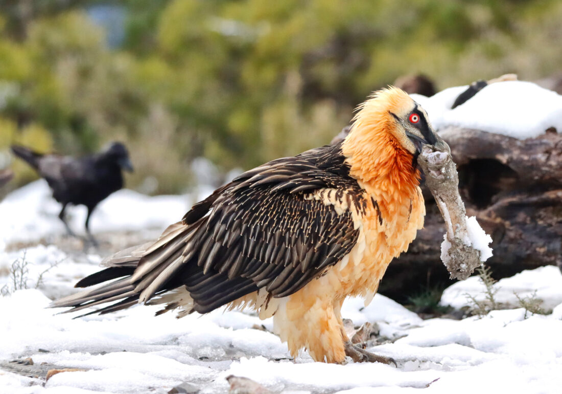 Hide de Trencalòs i altres carronyaires amb vistes a Ordesa i Monte Perdido<br>