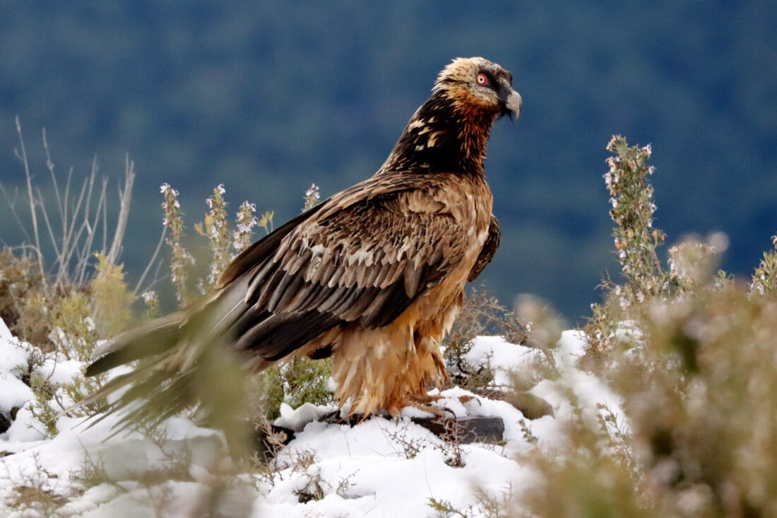 Hide de Trencalòs i altres carronyaires amb vistes a Ordesa i Monte Perdido<br>