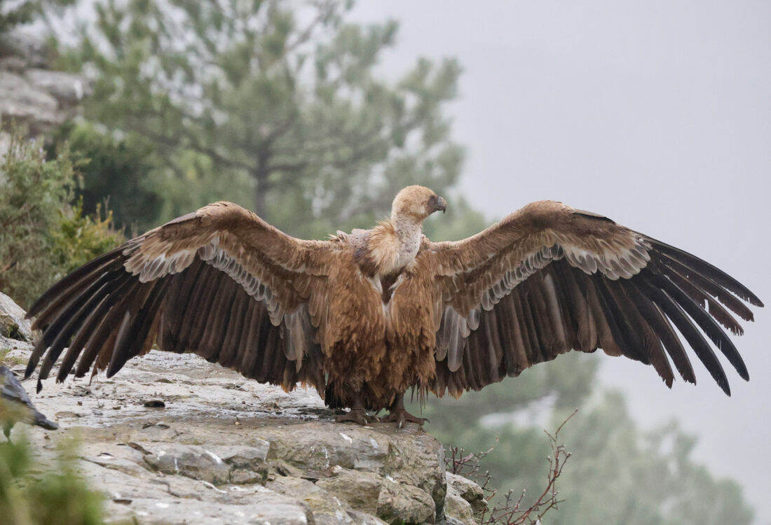 Hide de Trencalòs i altres carronyaires amb vistes a Ordesa i Monte Perdido<br>