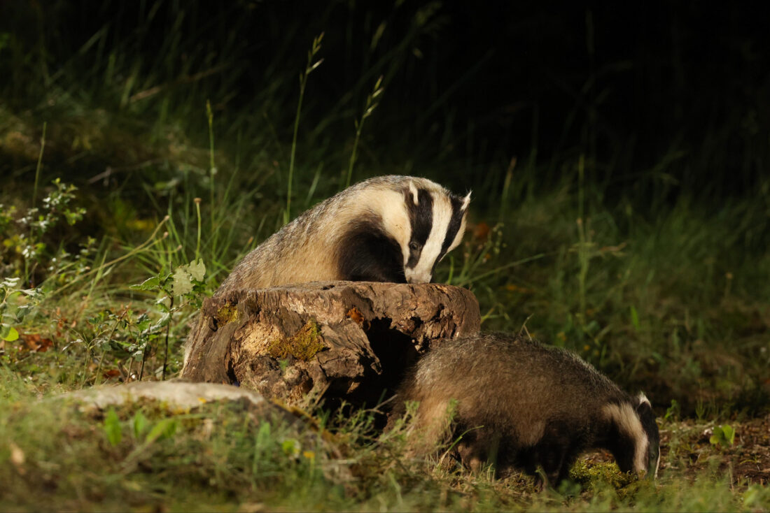 Badger Hide