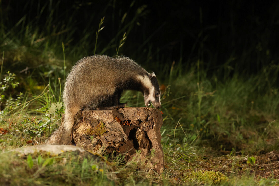 Badger Hide
