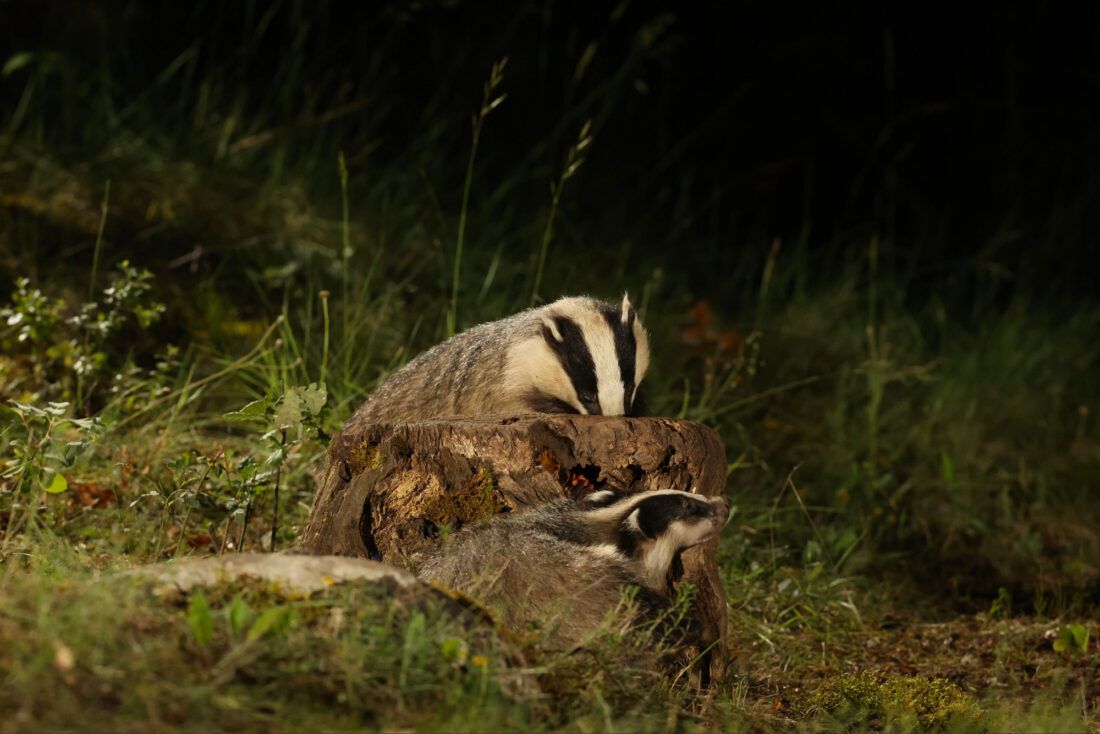 Badger Hide