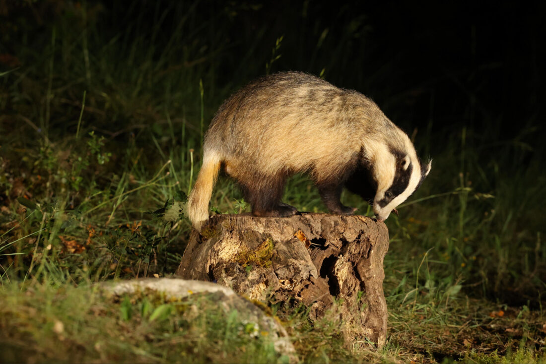 Badger Hide