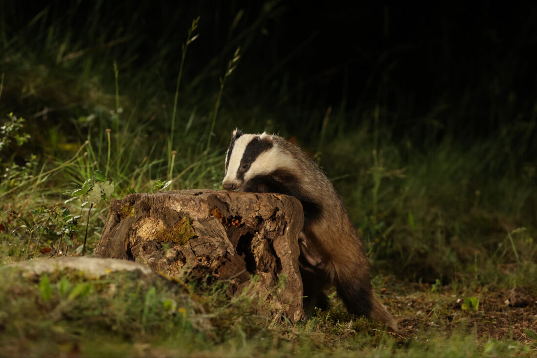 Badger Hide