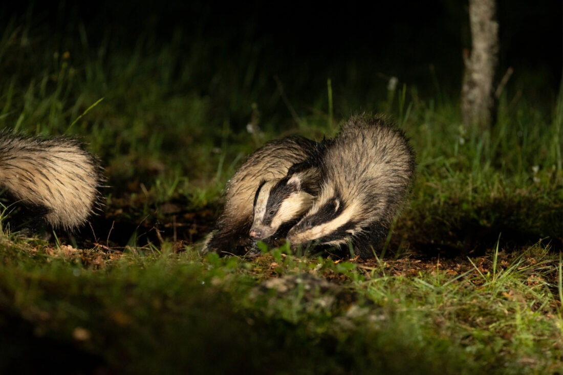 Badger Hide