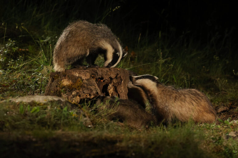 Badger Hide