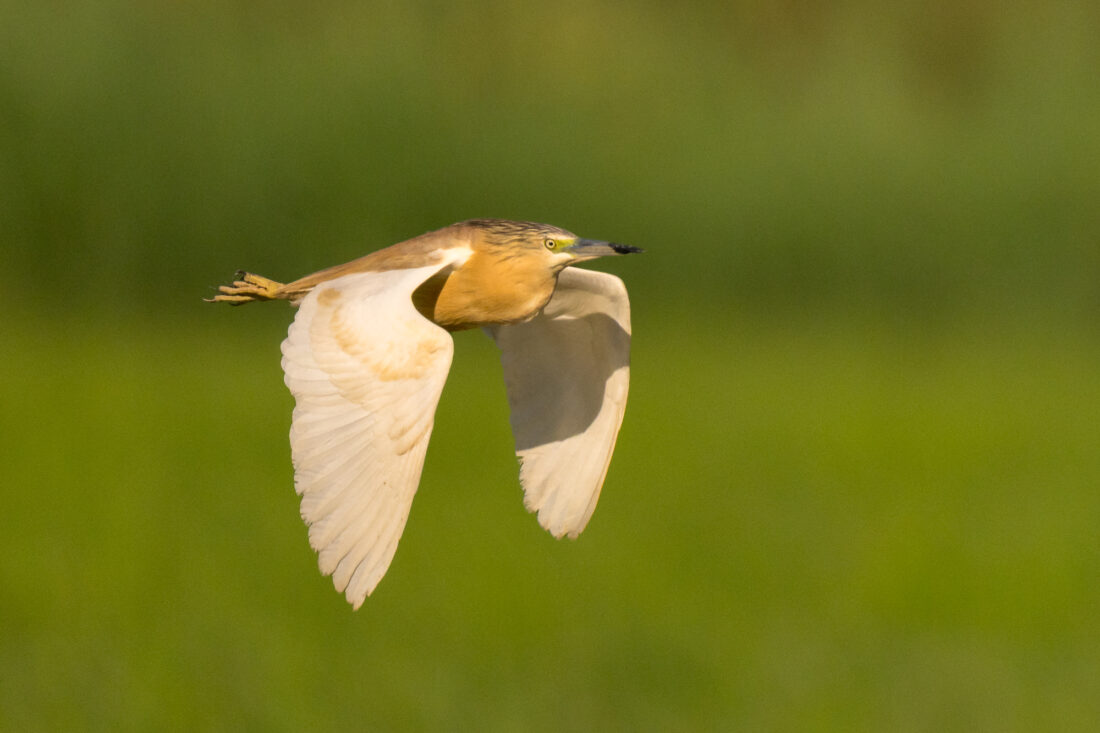 Ebro Delta wetland hide