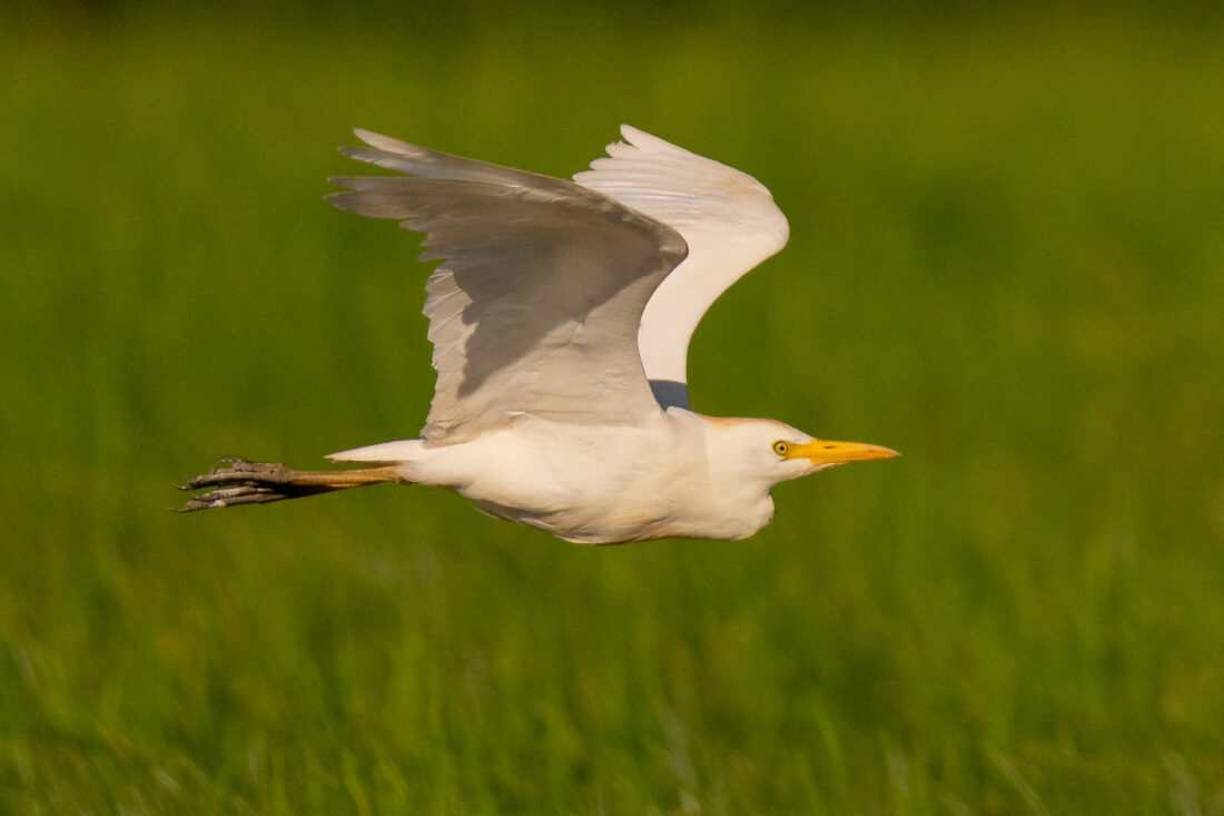 Ebro Delta wetland hide