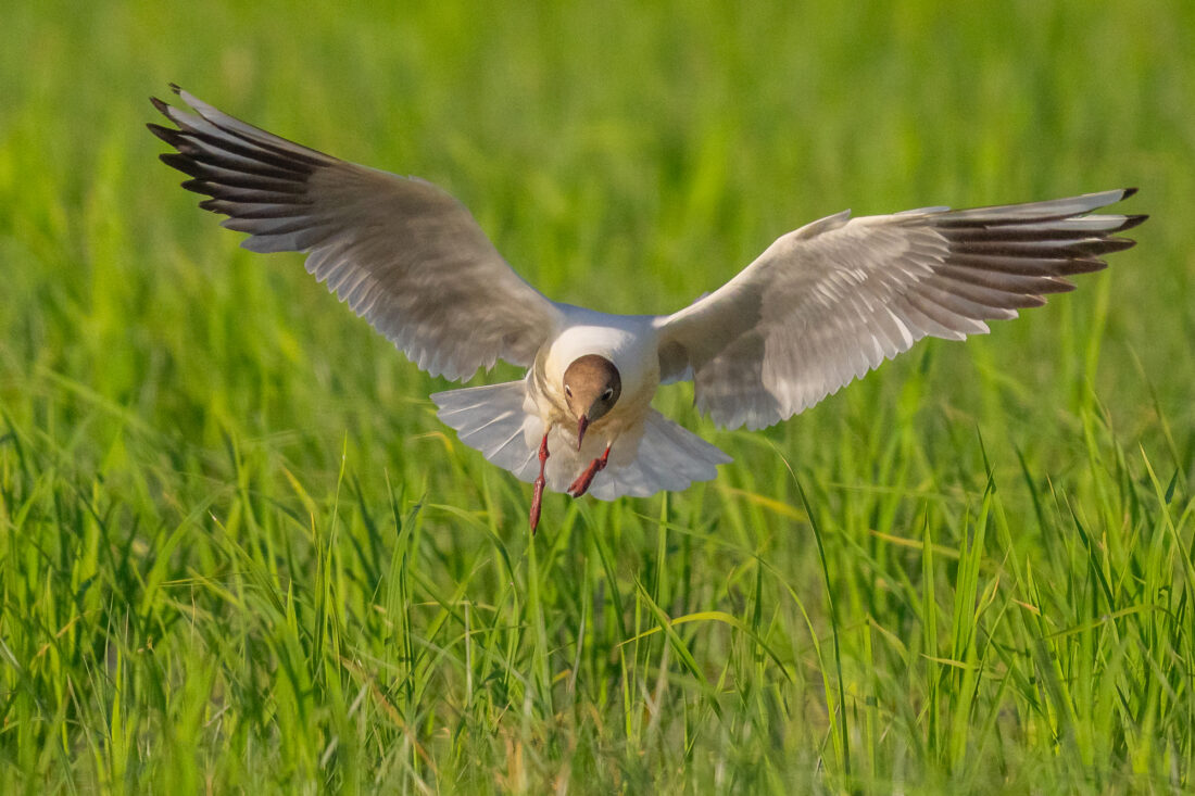 Ebro Delta wetland hide