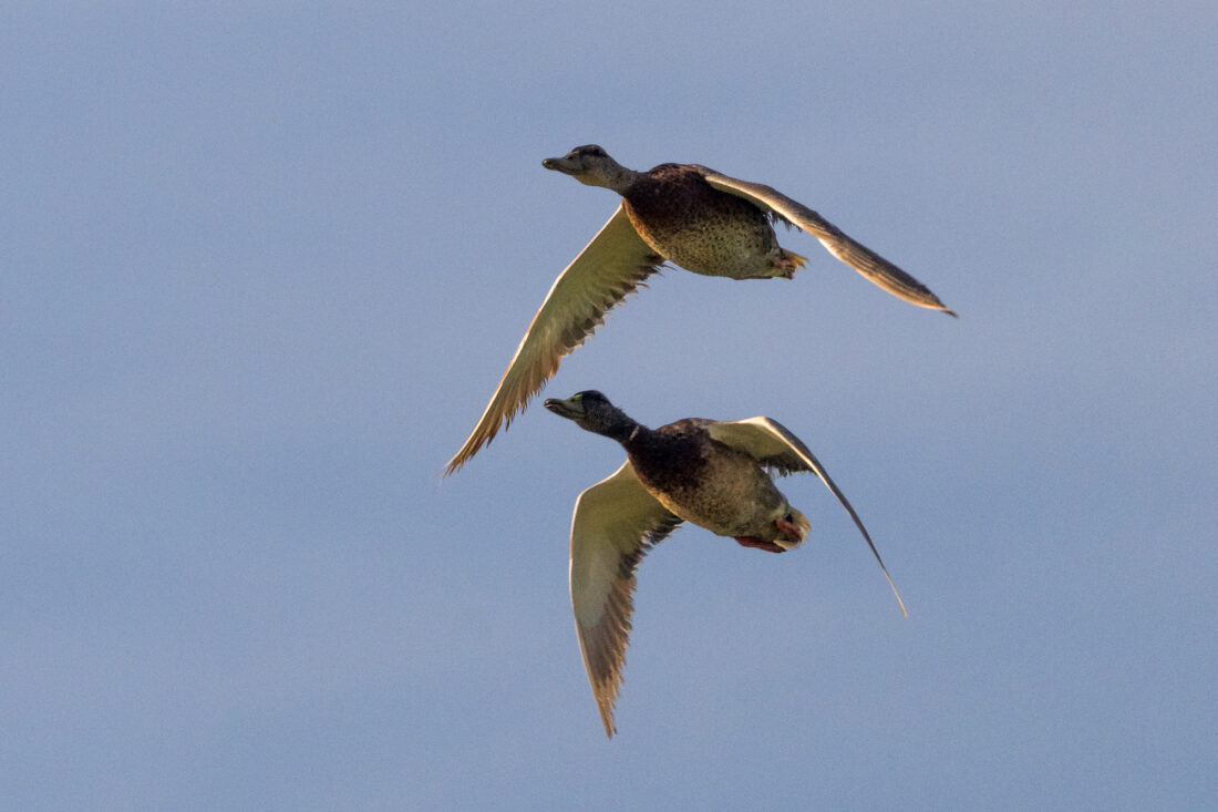 Ebro Delta wetland hide