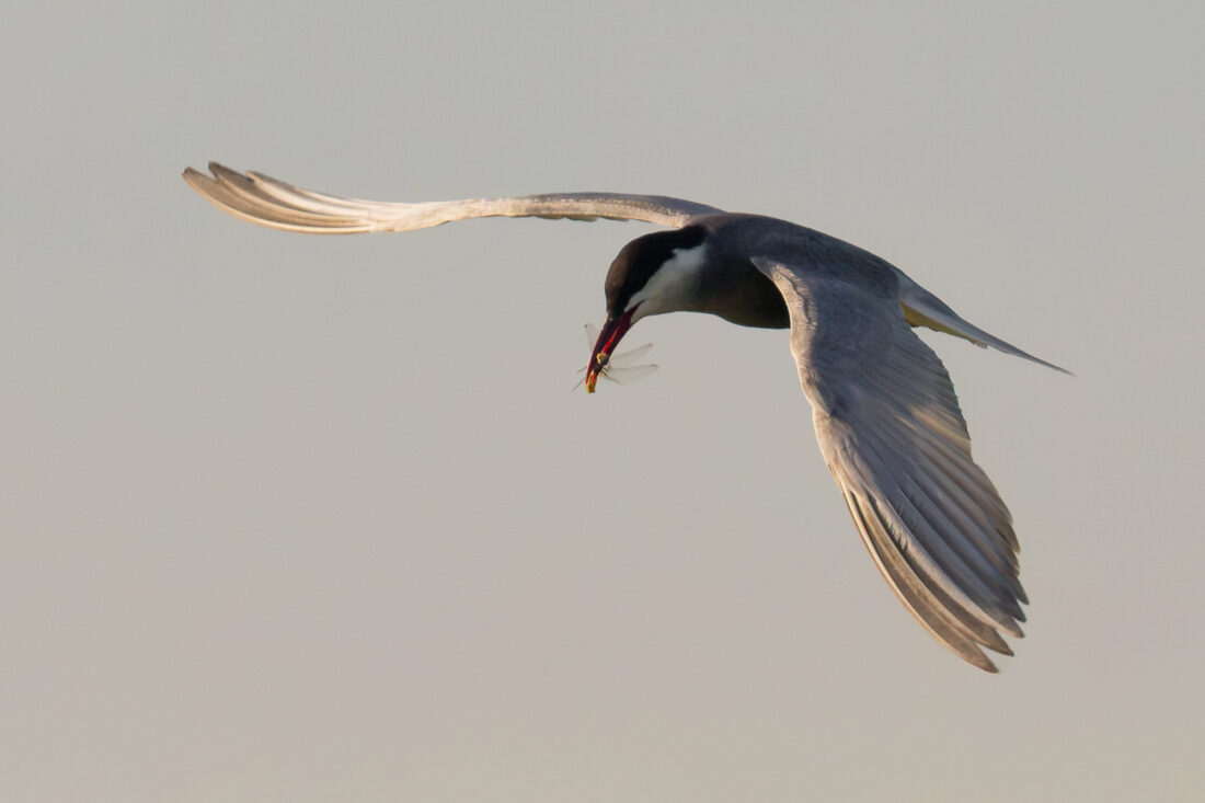 Ebro Delta wetland hide