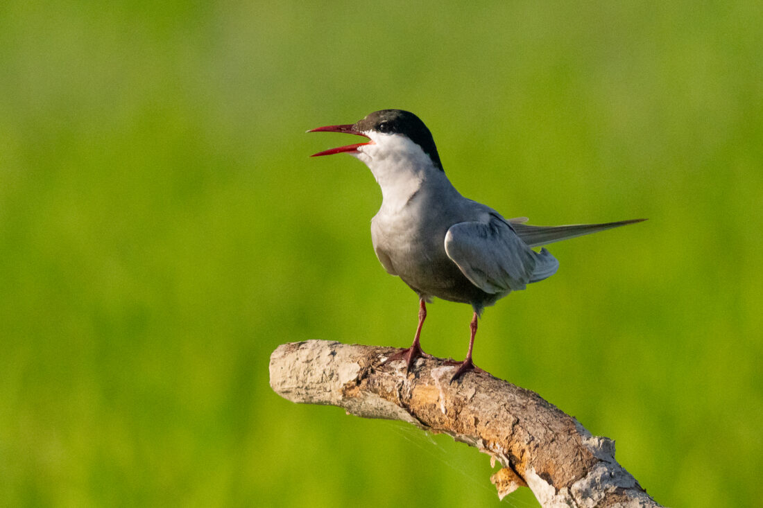 Ebro Delta wetland hide