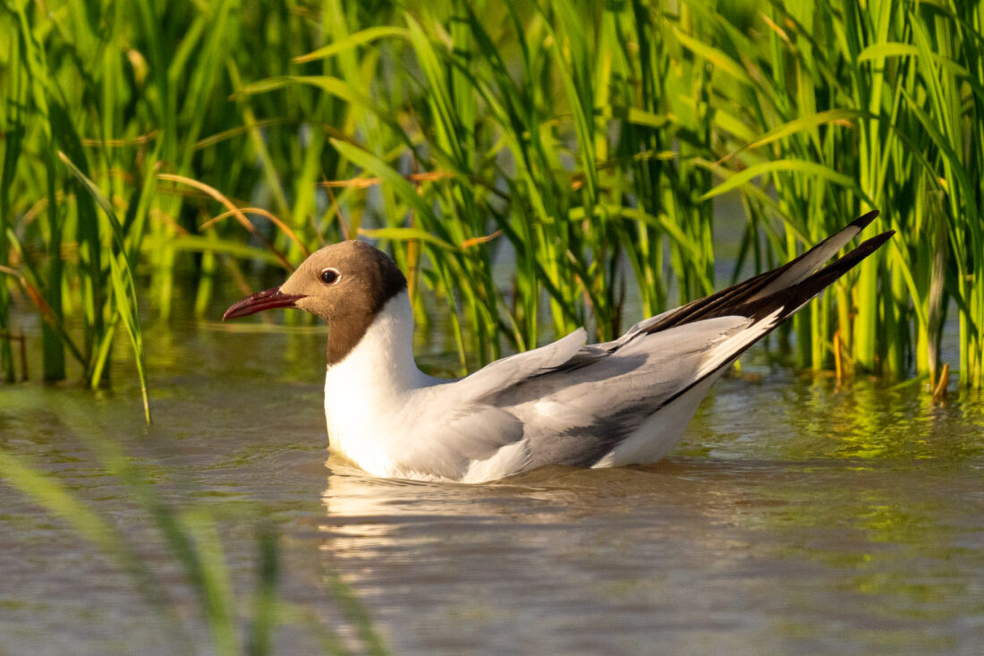 Ebro Delta wetland hide