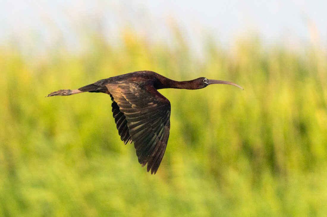 Ebro Delta wetland hide