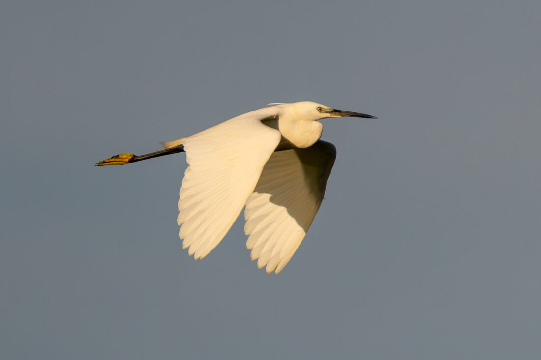 Ebro Delta wetland hide