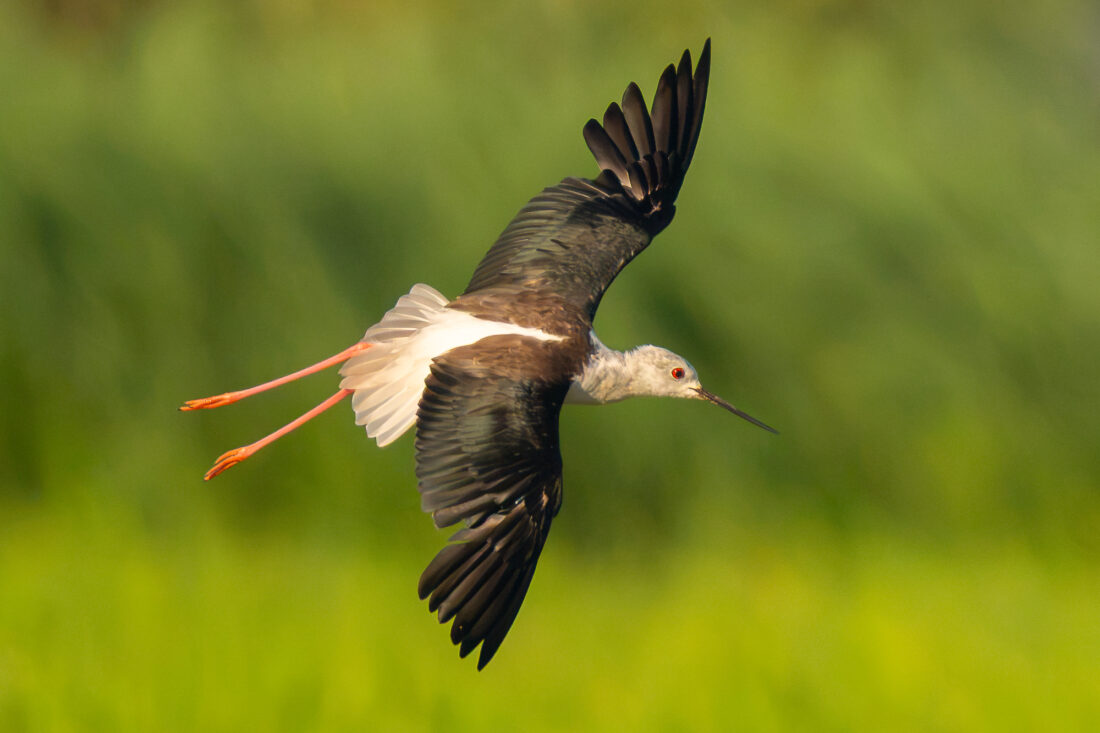 Ebro Delta wetland hide