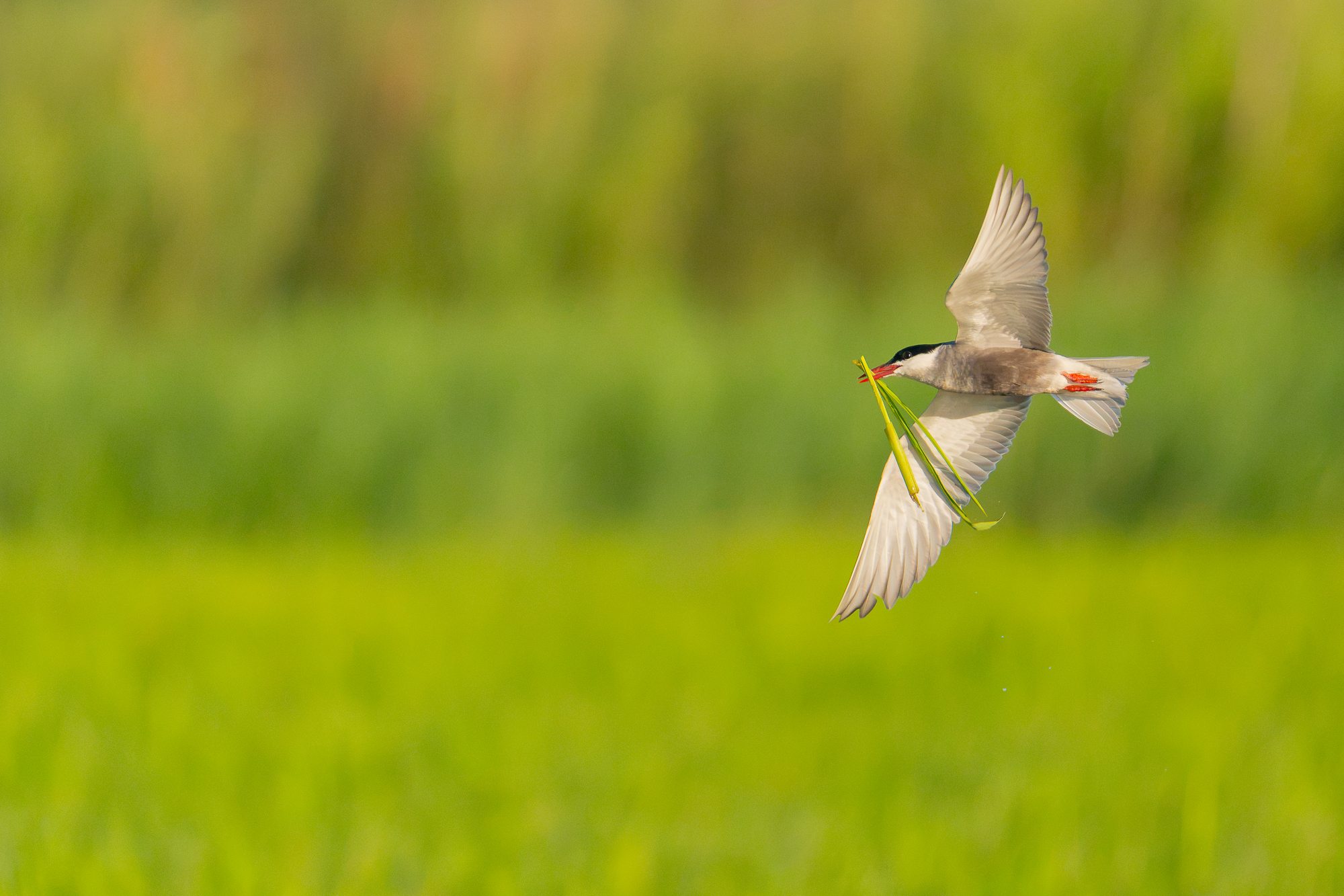 Ebro Delta wetland hide