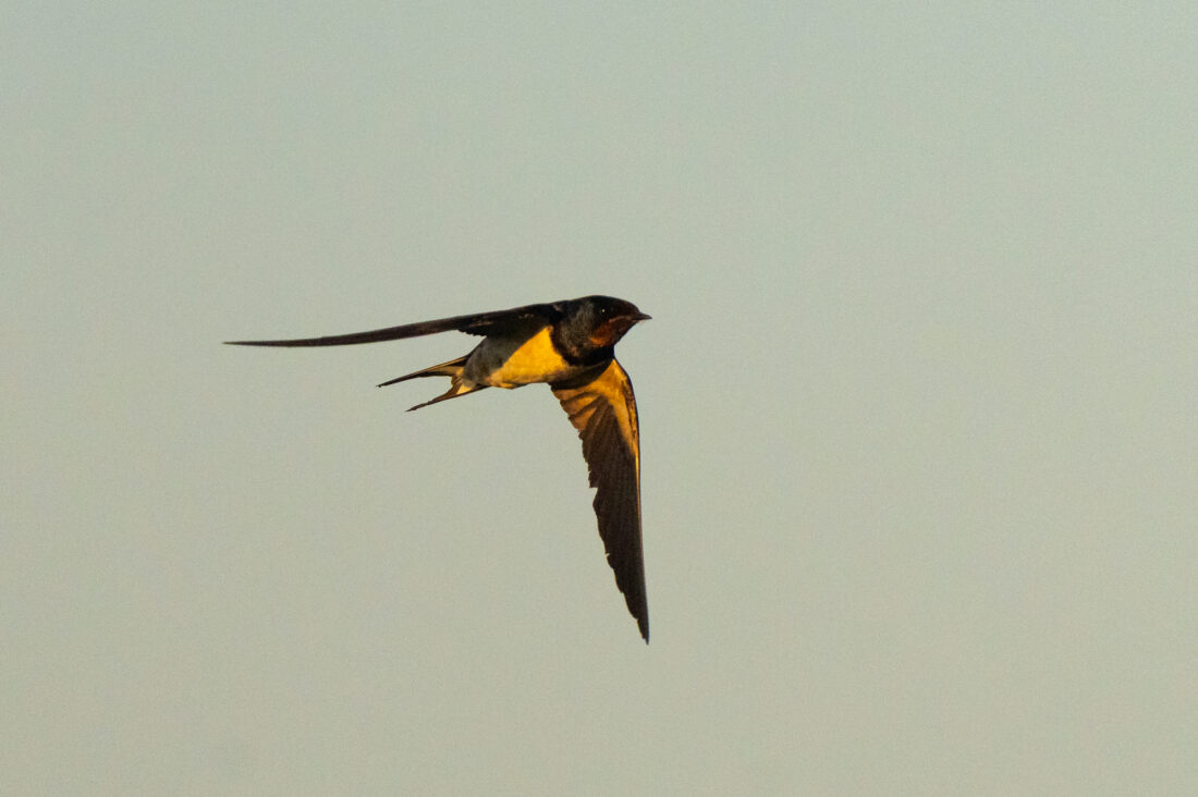 Ebro Delta wetland hide