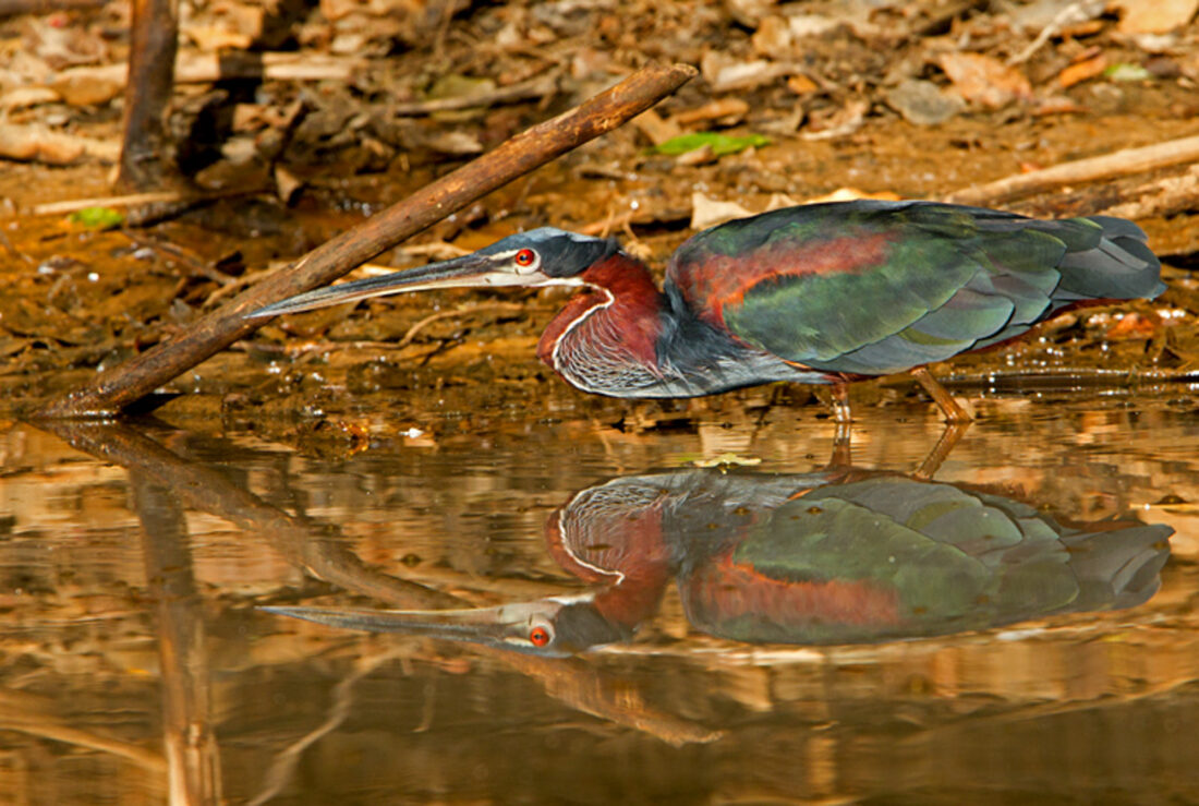 Pantanal. Jaguar i molt més.