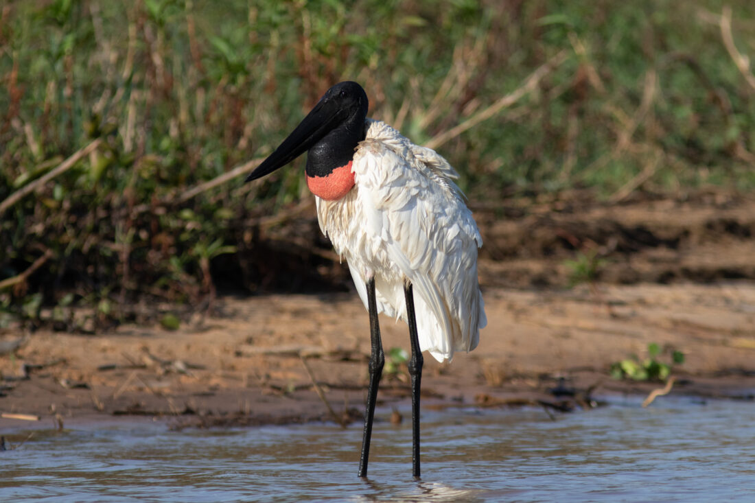 Pantanal. Jaguar i molt més.