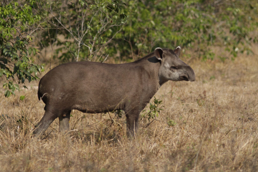 Pantanal. Jaguar i molt més.