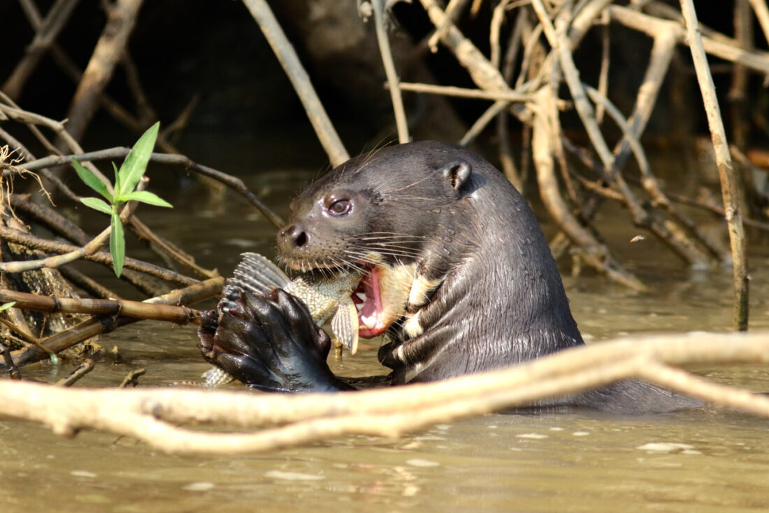 Pantanal. Jaguar i molt més.