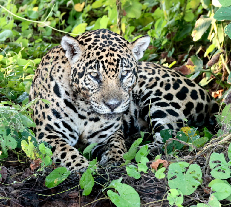 Pantanal. Jaguar i molt més.