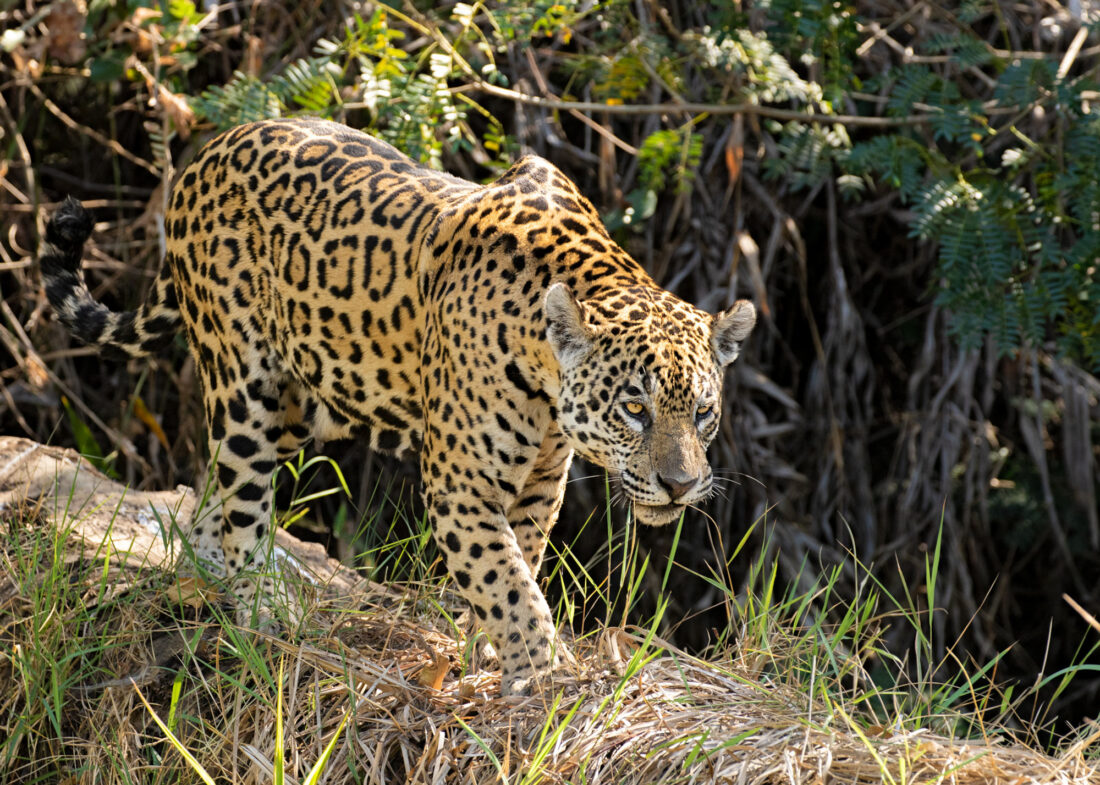 Pantanal. Jaguar i molt més.