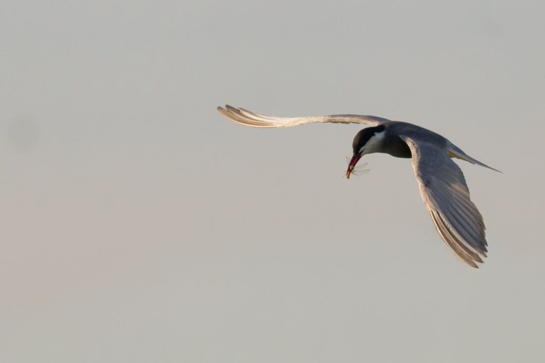 Ebro Delta wetland hide